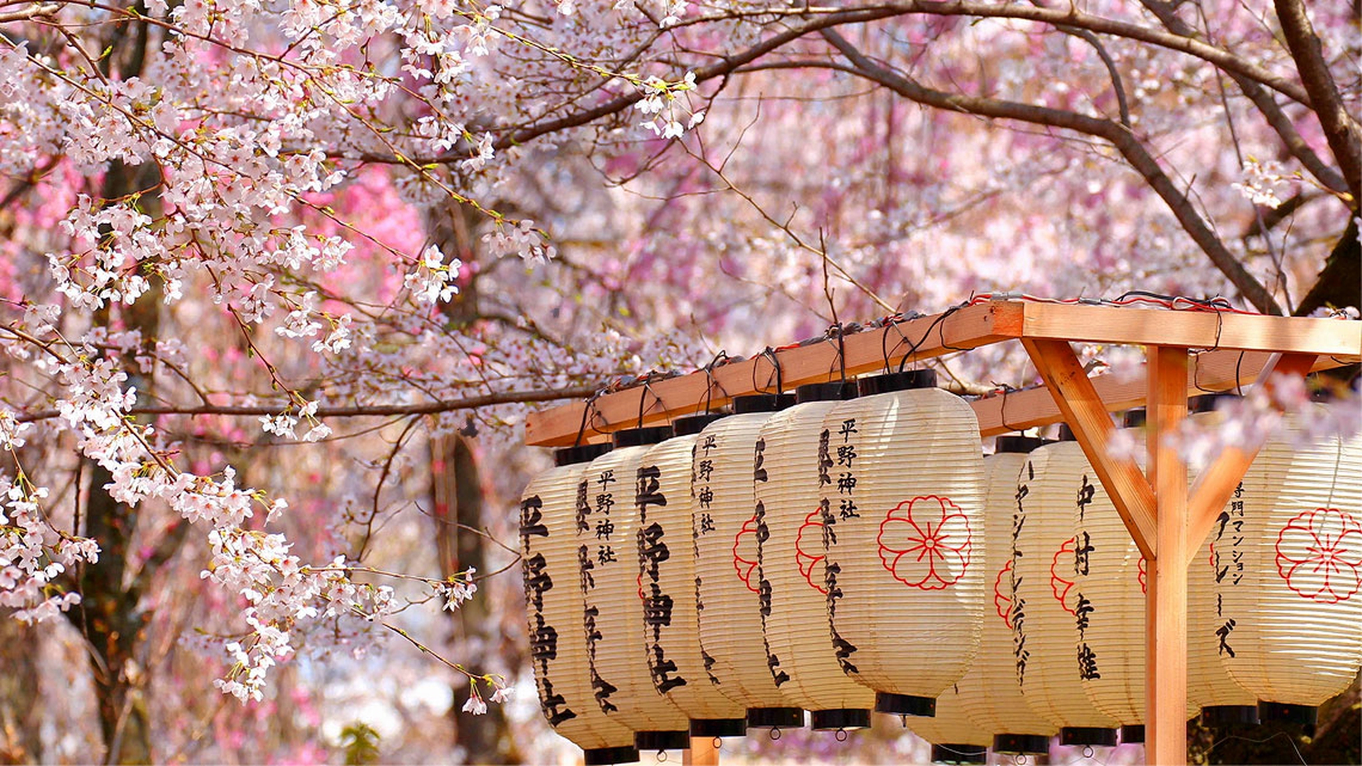 Tour di gruppo Hanami e Alpi in Giappone, viaggio con guida