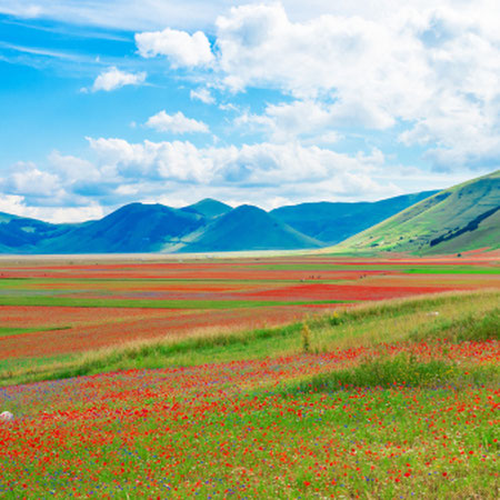Weekend Verde sui Monti Sibillini: Esperienze autentiche, Tradizioni e la Fioritura di Castelluccio
